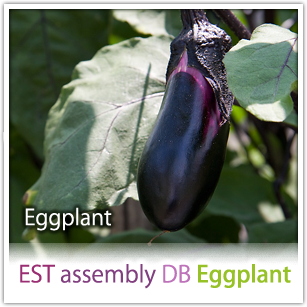 EST assembly DB Eggplant